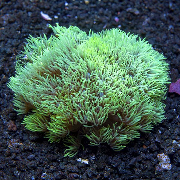 Flower Pot Coral, Metallic Green Flower Pot Coral, Metallic Green